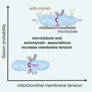 Dora_Mahecic's tweet photo. In the crowded cellular environment, how do fluctuating mechanical forces influence mitochondrial division? With @LinaCarlini, we provide in situ estimates of key physical parameters during constriction and propose a model where membrane tension catalyzes mitochondrial division. https://t.co/8GbEXxjqsk