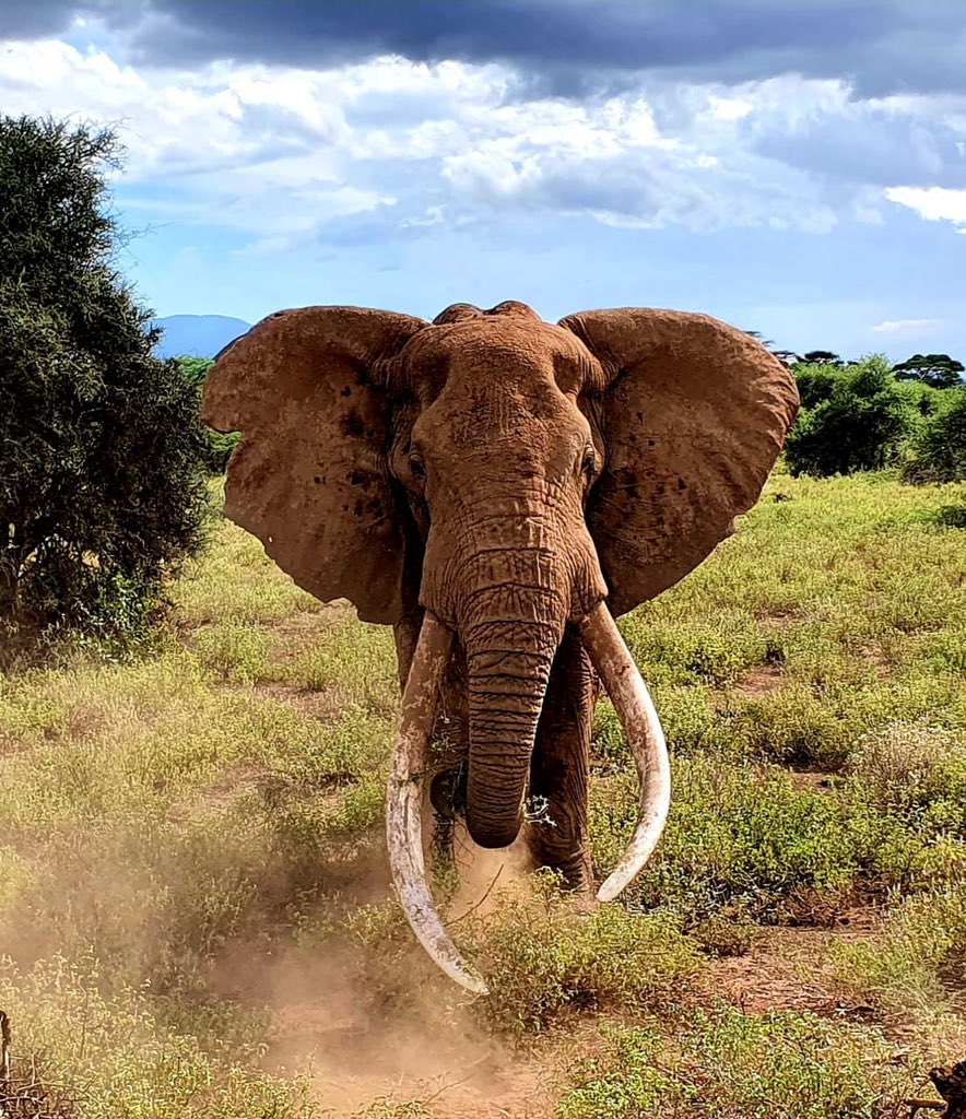 kenyapics's tweet photo. Say hallo to big Craig of the Amboseli! Photo by @AlisonNgibuini https://t.co/670zxElVaD