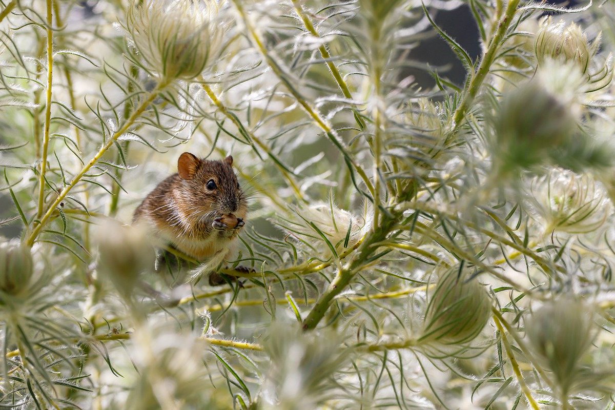 HourlyMouse tweet picture