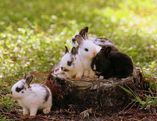 RabbitEveryHour's tweet image. 