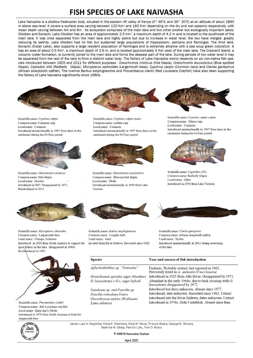 Tirkanda Fish Lake Turkana Fish