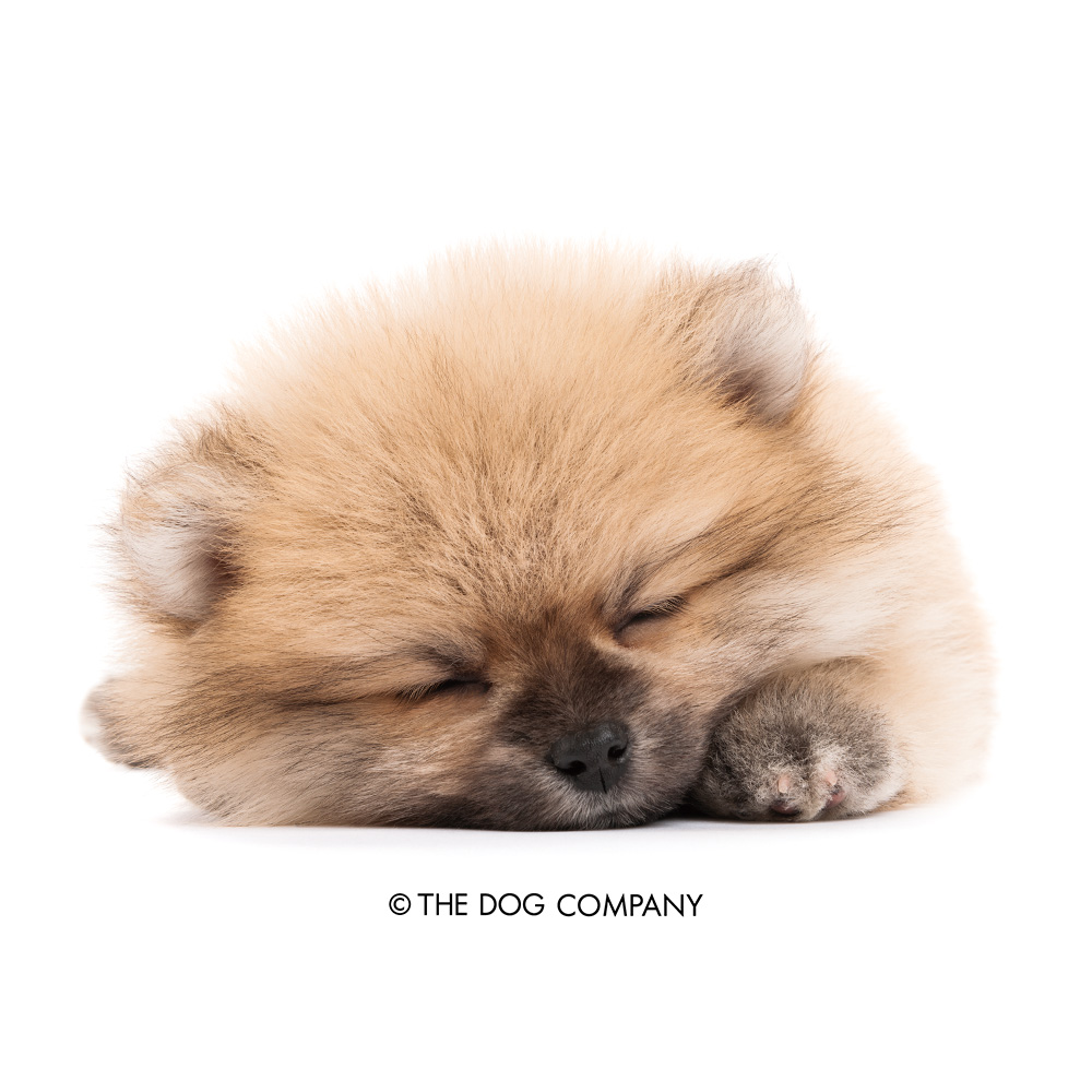 ポメラニアン可愛い