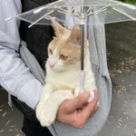 雨が降っても一緒に散歩に行ってくれる優しい飼い主さん!赤ちゃんみたいでかわいい