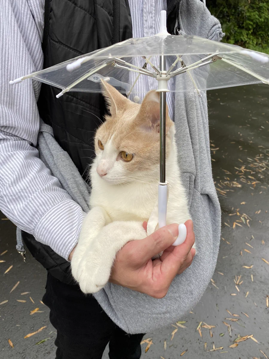雨が降っても一緒に散歩に行ってくれる優しい飼い主さん！赤ちゃんみたいでかわいい