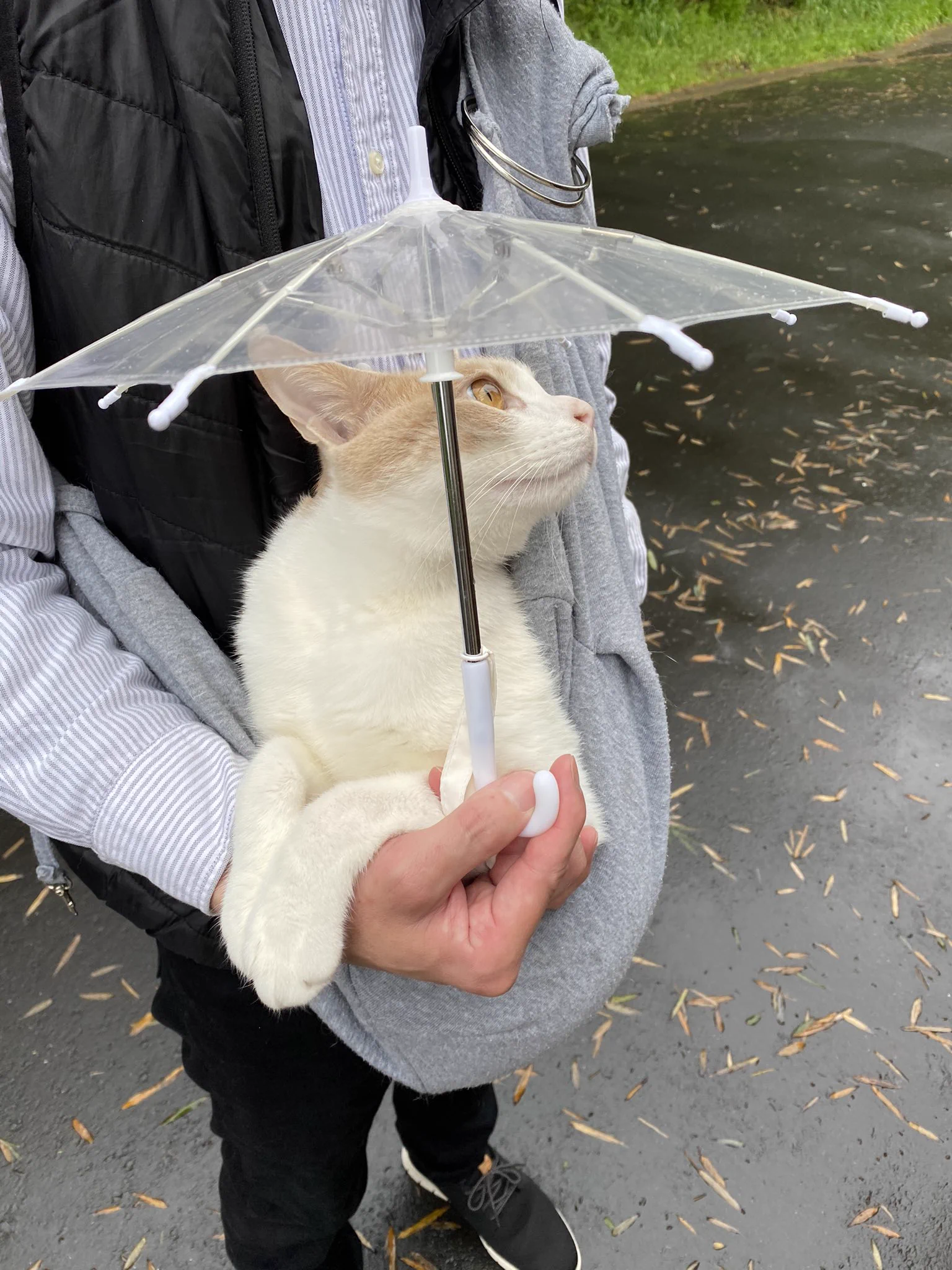 雨が降っても一緒に散歩に行ってくれる優しい飼い主さん！赤ちゃんみたいでかわいい