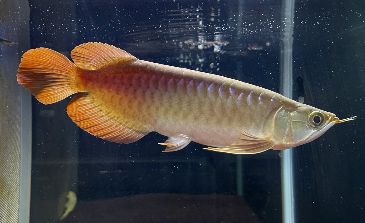 ピンポイント Twitter Search