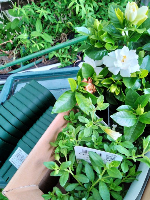 ビバーナム スノーボールを育てるには 栽培6つのコツと仲間の品種をご紹介 Gardeniwa