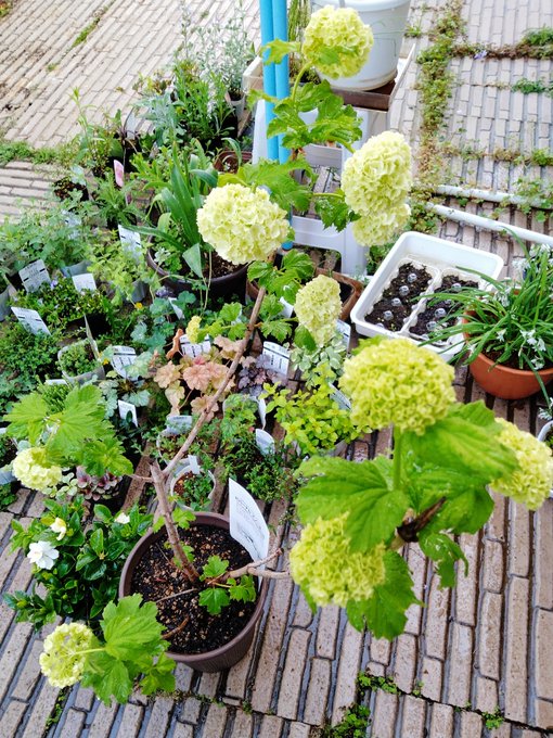 ビバーナム スノーボールを育てるには 栽培6つのコツと仲間の品種をご紹介 Gardeniwa