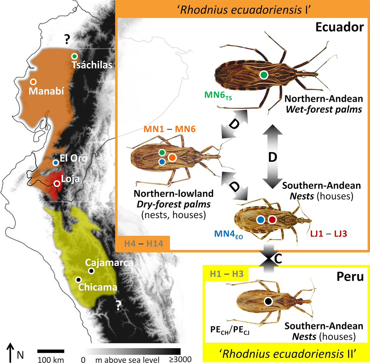 Under pressure: phenotypic divergence and convergence associated with microhabitat adaptations in triatomine bugs, the vectors of Chagas disease. #WorldChagasDiseaseDay 

parasitesandvectors.biomedcentral.com/articles/10.11…