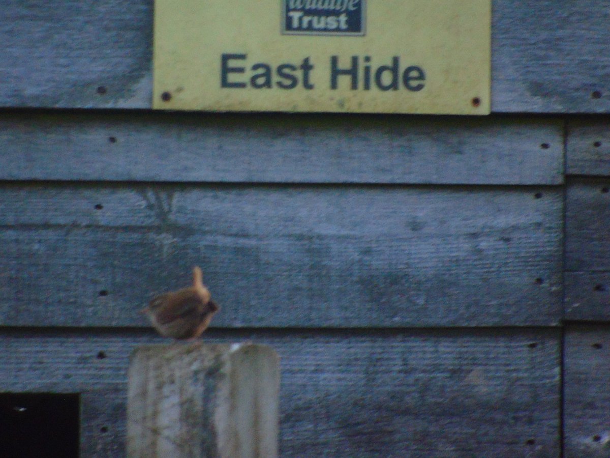 OareMarshes's tweet photo. The sun came up #MyPatch & as hoped, the small birds were there in numbers #SedgeWarbler #Reedwarbler #Wheatear #Beardies #Wrens #Dunnock #Linnet #Mippit #Skylark #RBunting #Cettis #BTit #Gtit #LTT, many singing their hearts out. Defo #Springtime.
More from Oare later. https://t.co/Q0dmVNVSjK