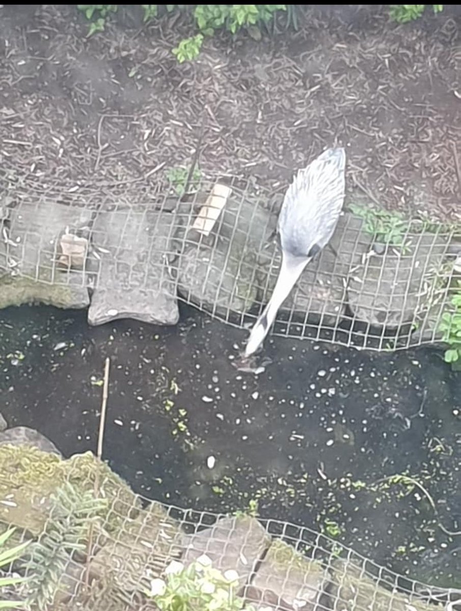 Heron spotted in a Redbricks garden this morning! We have an amazing selection of birds who visit the estate but we've not seen a Heron before.