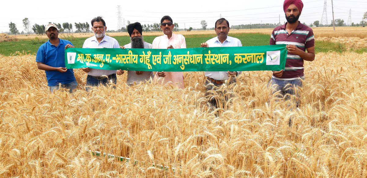 Sendhil_Ramadas's tweet photo. Project Update: Crop cutting experiment has been conducted at Nagla Jagir and Mustafabad, Yamunanagar district (Haryana) to evaluate the impact of @IcarIiwbr wheat varieties at farmer's field
#RCT
#RandomisedControlledTrial
#DBW222
#DBW187
#VirtualWheatTour @AlisonRBentley https://t.co/ZaZtTGPTCX