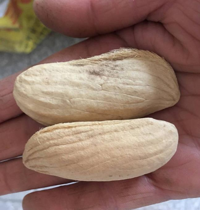sidkuks's tweet photo. Please don't throw away seeds of fruits U eat (Jamun, Jackfruit, Guava, Chikoo, CustardApple, Mango, Papaya, Kanna). 

Wash dry &amp; keep them in bag in your vehicle. 

Wherever you go &amp; find barren land, while travelling, throw these seeds. 

They will simply germinate during rains https://t.co/29HpAgGNvX