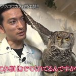 おしゃれイズムに登場した長瀬智也さんに注目!フクロウに好かれた姿が面白すぎる!