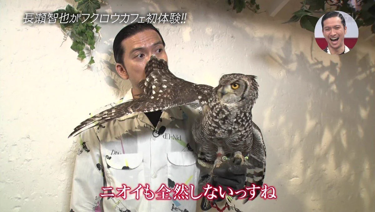 おしゃれイズムに登場した長瀬智也さんに注目！フクロウに好かれた姿が面白すぎる！！