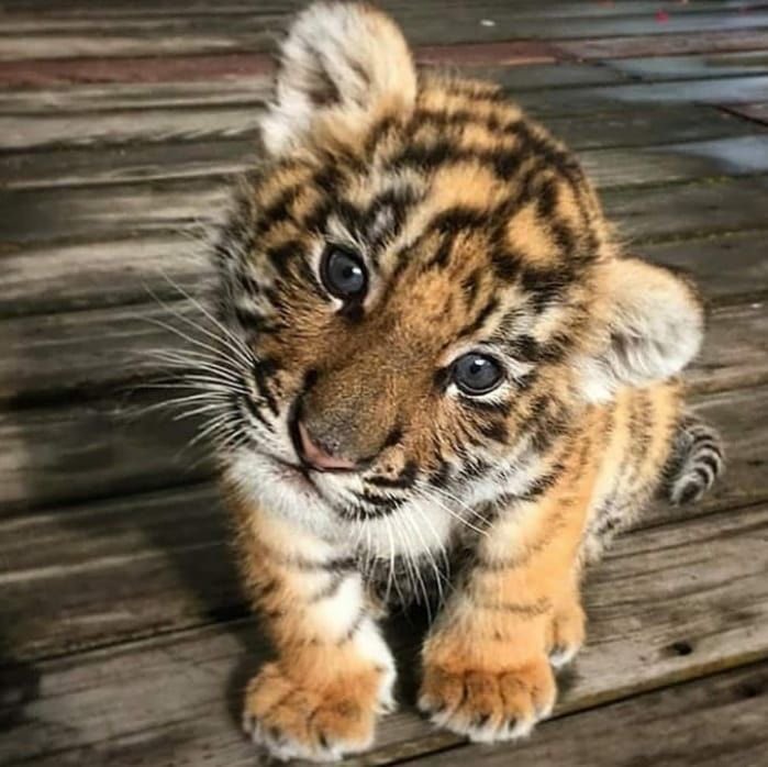 saaf69_'s tweet photo. les bébés tigres grrriou c’est magnifique https://t.co/e7PKS6bYID