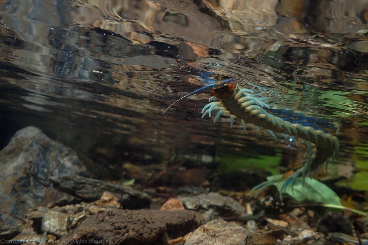 まさ 内地のサンショウウオやカエルで磨いていた水中撮影技術を活かせました 貴重な体験が出来たのは 見つけてくれた友人と撮影を手伝ってくれた友人達のおかげですな ありがとう リュウジンオオムカデ Scolopendra Alcyona T Co Ly6eqb1ktr