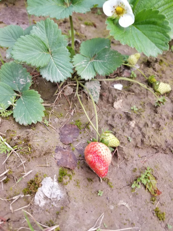 Home Grown Strawberries are the best
#plant #strawberry #planting