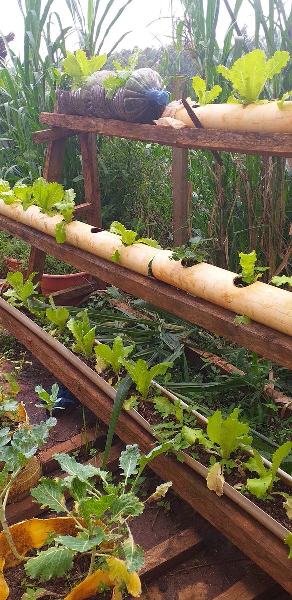 koigi_lizbeth's tweet image. I may not have land but the little space I have is enough as long as I know how to use it.#spacemaximization #agriculture #verticalgardens #sustainability