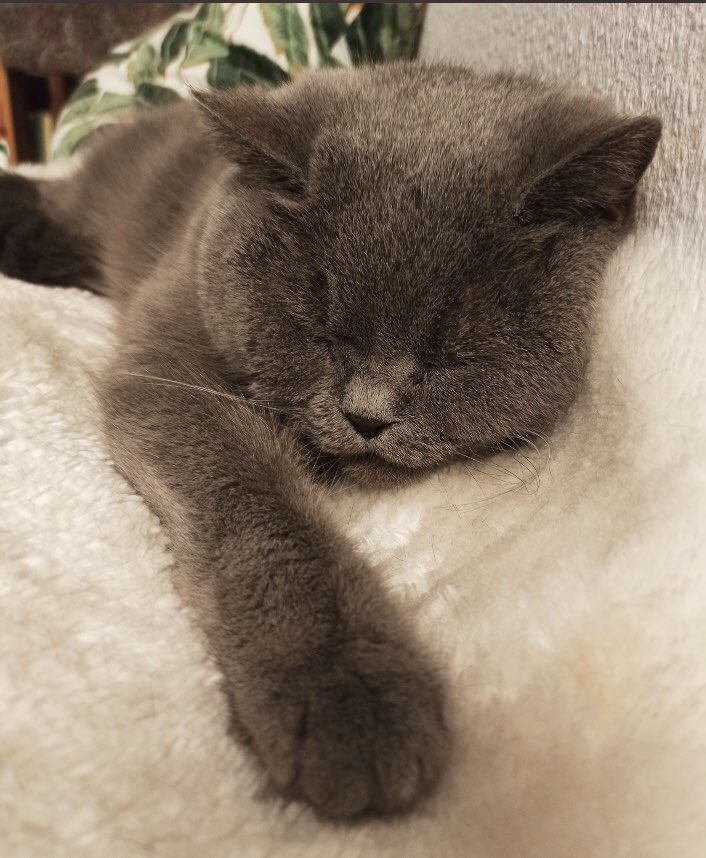 catgirl321's tweet photo. Please keep up MASSES #pawpurrayers and #healingpurrs for @filzballjaeger brave CKD warrior Donald💜 Help him stay well and healthy and keep him strong🙏🏻🐾 Extra purrs for super-carer Mami❤️ #weeti #ambassacat🇩🇪 #pawcircle #CKDFightClub https://t.co/X3jEZU51eq