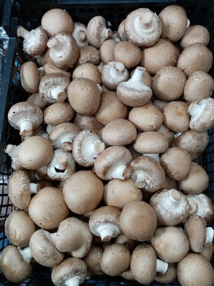 #Frenchpotatoes #BlackVitelotte #Brittany #EnglishHeritageTomatoes #yellowcourgettes #chestnutmushrooms #Freshveg #healthycooking #greengrocer #Stalybridge #Tameside #Cheshire