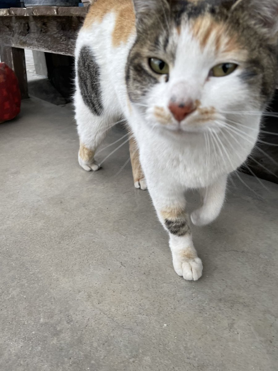 hit3love's tweet photo. うちの周りに今日の午後からいます。
どこの子ですか〜。
＃迷い猫　＃盛岡 https://t.co/op0m1gbJHR