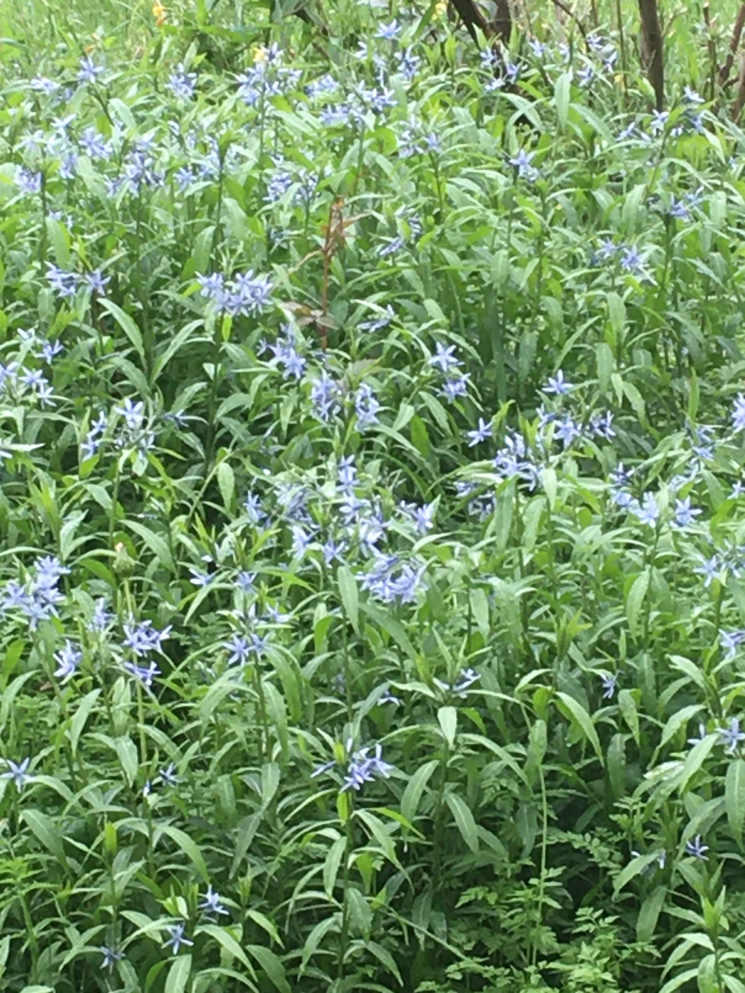 ココべー 水辺観察園 チョウジソウ フタリシズカが咲いていました 丁子草 花言葉 威厳 上品な優雅さ 二人静 花言葉 いつまでも一緒に 静御前の面影 石神井公園 T Co M8qjurreqe Twitter