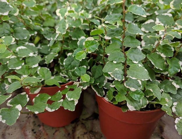 How do I care for creeping figs: watering, repotting, and where do I position them?
#planting