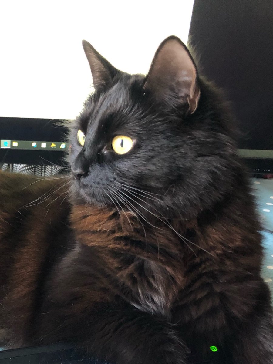 Jaxcross69's tweet image. Yay it’s #whiskerswednesday ! Hope all my furfriends &amp;amp; hoomans are having a great day, love, purrs &amp;amp; head bumps to you all 🖤🐈‍⬛😻❤️ #CatsOnTwitter #BlackCat