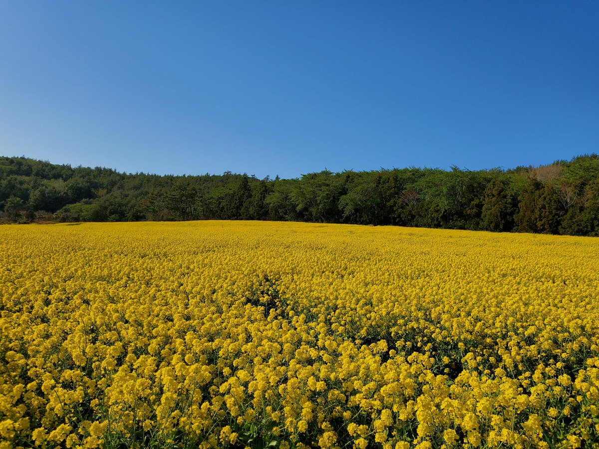 냥이네 tweet media