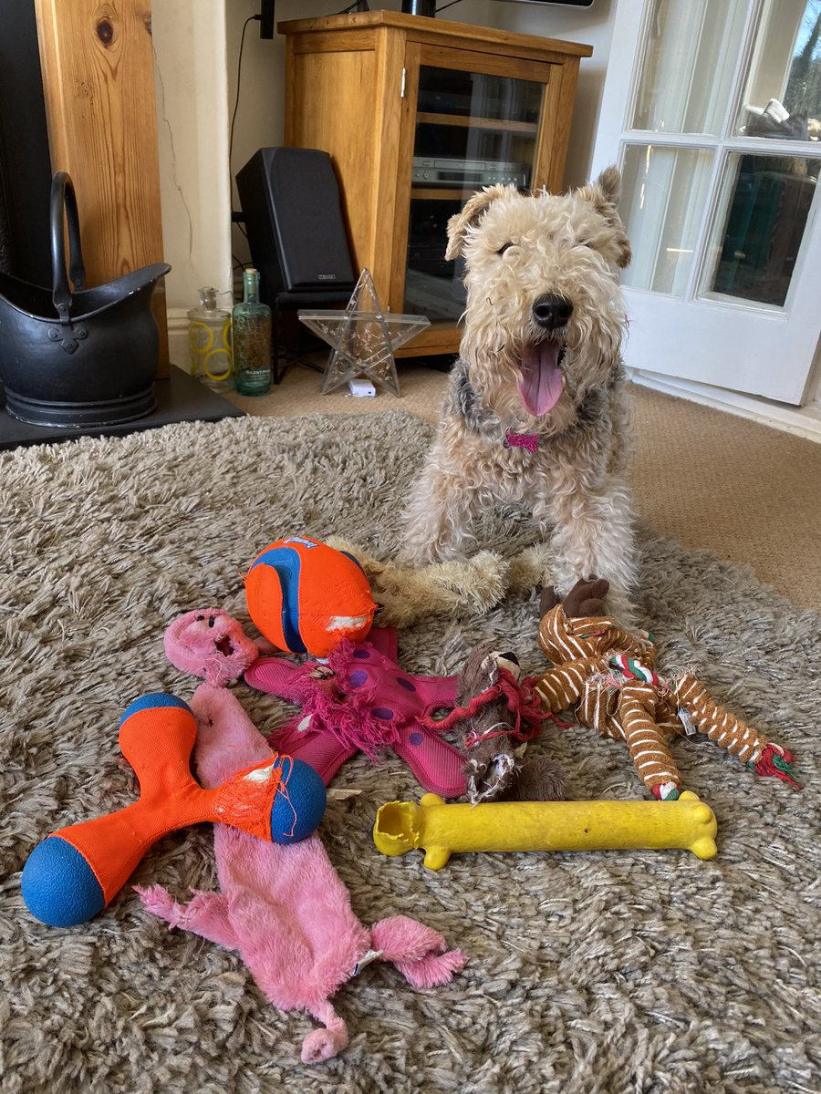 Pals I’m 8 today 🥳 Thank you very much for all my cards &amp; treats 🥰 Mum cut down my toys to just 1, she said I only destroy them! The cheek! I don’t know what she means all of these toys are totally intact 🤣 I wonder how long Mr Badger will last 🙈