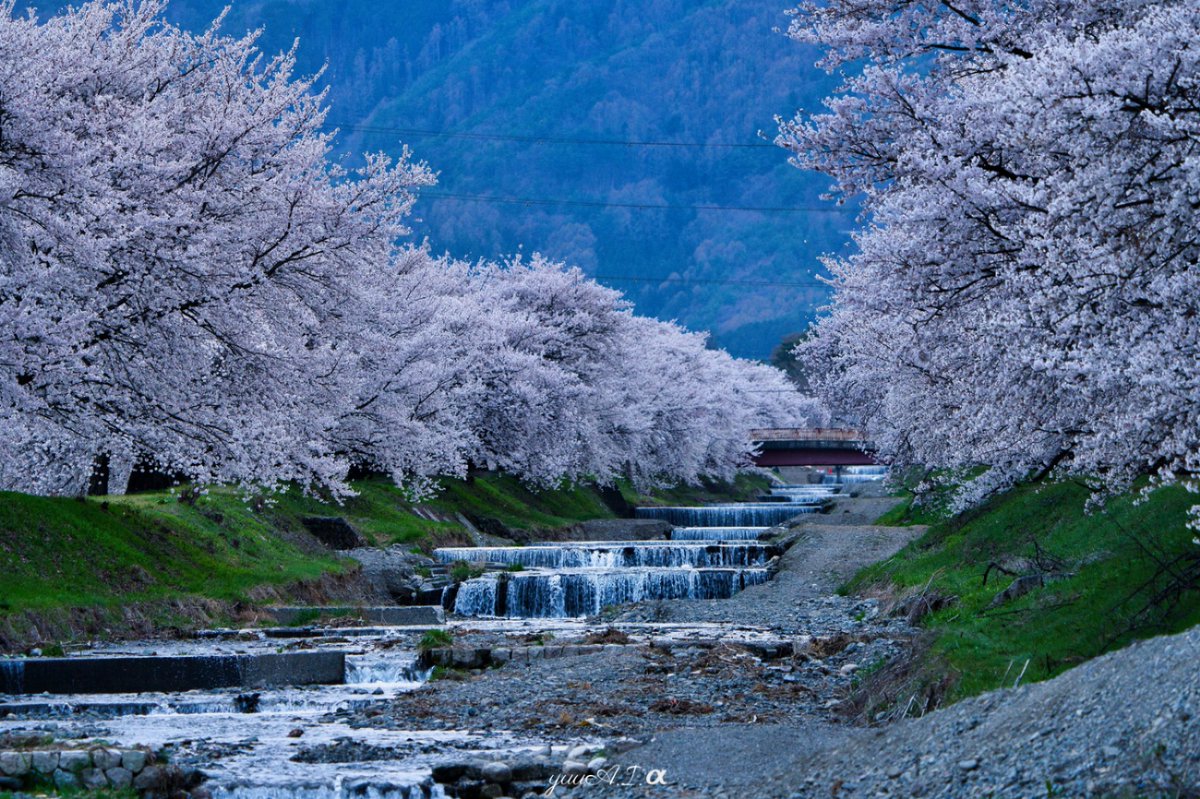 桜並木 桜並木