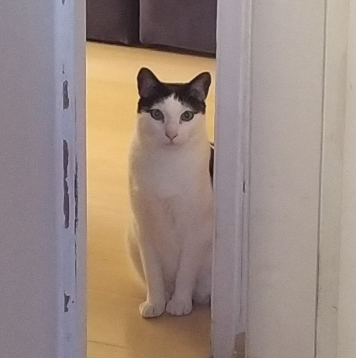 Good morning #NFTCommunity 
My cat wishes you a creative and productive day!

#NFT #NFTs #nftart #NFTartist #nftcollectors