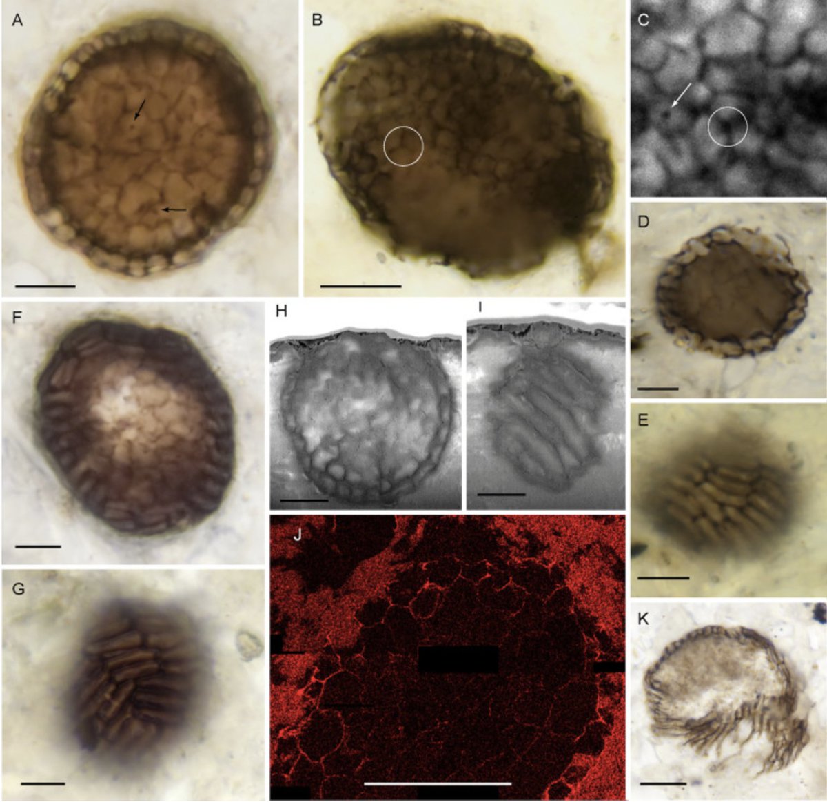 Cell differentiation and morphogenesis in a 1 billion-year- old #multicellular fossil! @CurrentBiology. Could Bicellum brasieri be assigned to #ichthyosporeans or #corallochytreans? They certainly look very similar, but..who knows...
cell.com/current-biolog…