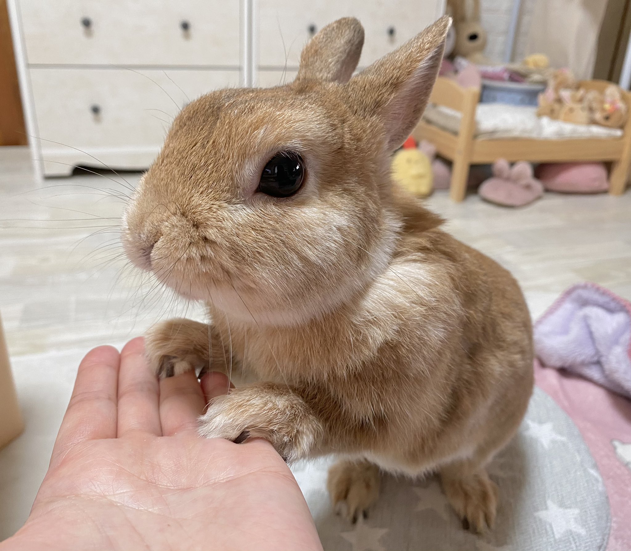 うさぎのラン ㅅ お迎えしたばかりの頃の自慢の一枚見せて うさぎ お迎えした日は手のひらサイズ そして現在 W T Co Mumowqy0pc Twitter