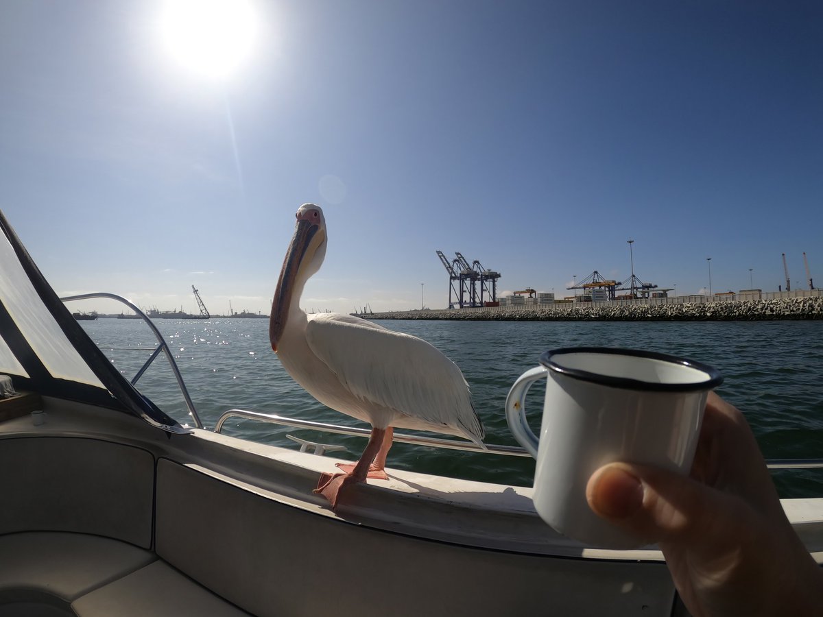 LaramonTours's tweet photo. Sunset cruises available!!! Sich beautiful weather we've been getting in #walvisbay !
#laramontours #namibia #namibiatravel https://t.co/4FgmvPzB1n