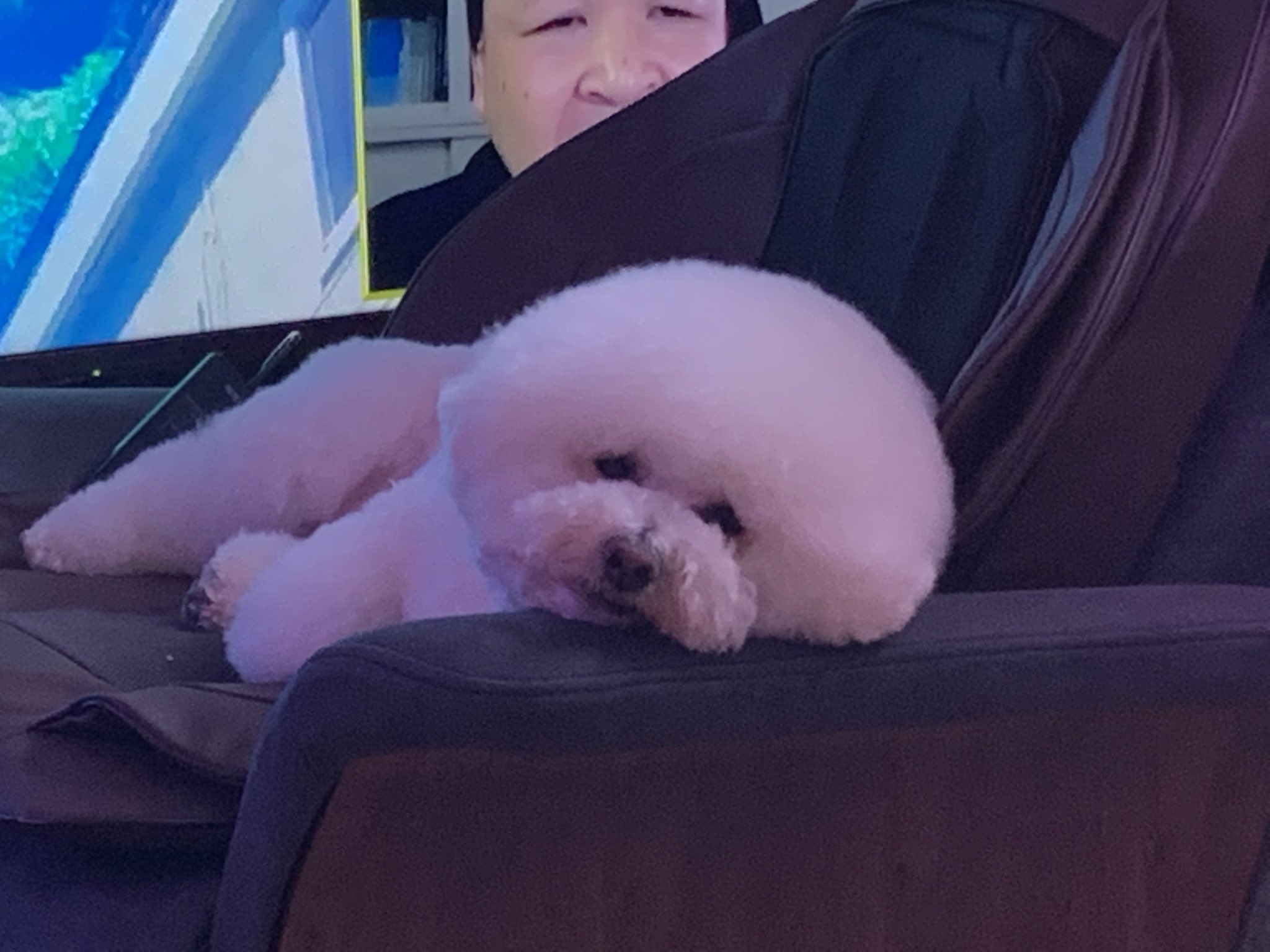 ｈさん だーげん 白い具志犬用高 笑 今日のだーげんくん アフロ犬 ビションフリーゼ 犬 だーげん 具志堅用高 癒やし ペット Youtube T Co Lqjc8mwn87 Twitter