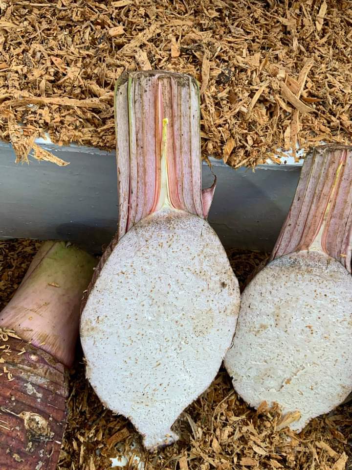 spc_live's tweet photo. 🌳Great work to the #CePaCt team at SPC Land Resources Division #LRD for their tireless work in the conservation of many crop varieties including  the tolerant   taro leaf blight variety launched by the Ministry of Agriculture Fiji. https://t.co/QPF4dj02Bi