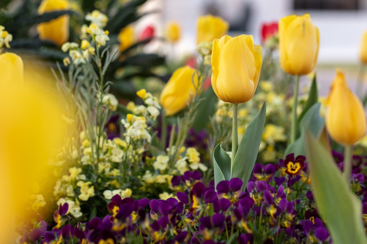 Even small garden beds can have a big impact. Clouds of white blooms on the crabapple Malus ‘Donald Wyman’ float over a mass of yellow and red tulips that are popping up amongst pansies and kale. What it may lack in size, it certainly makes up for in the “wow” factor!