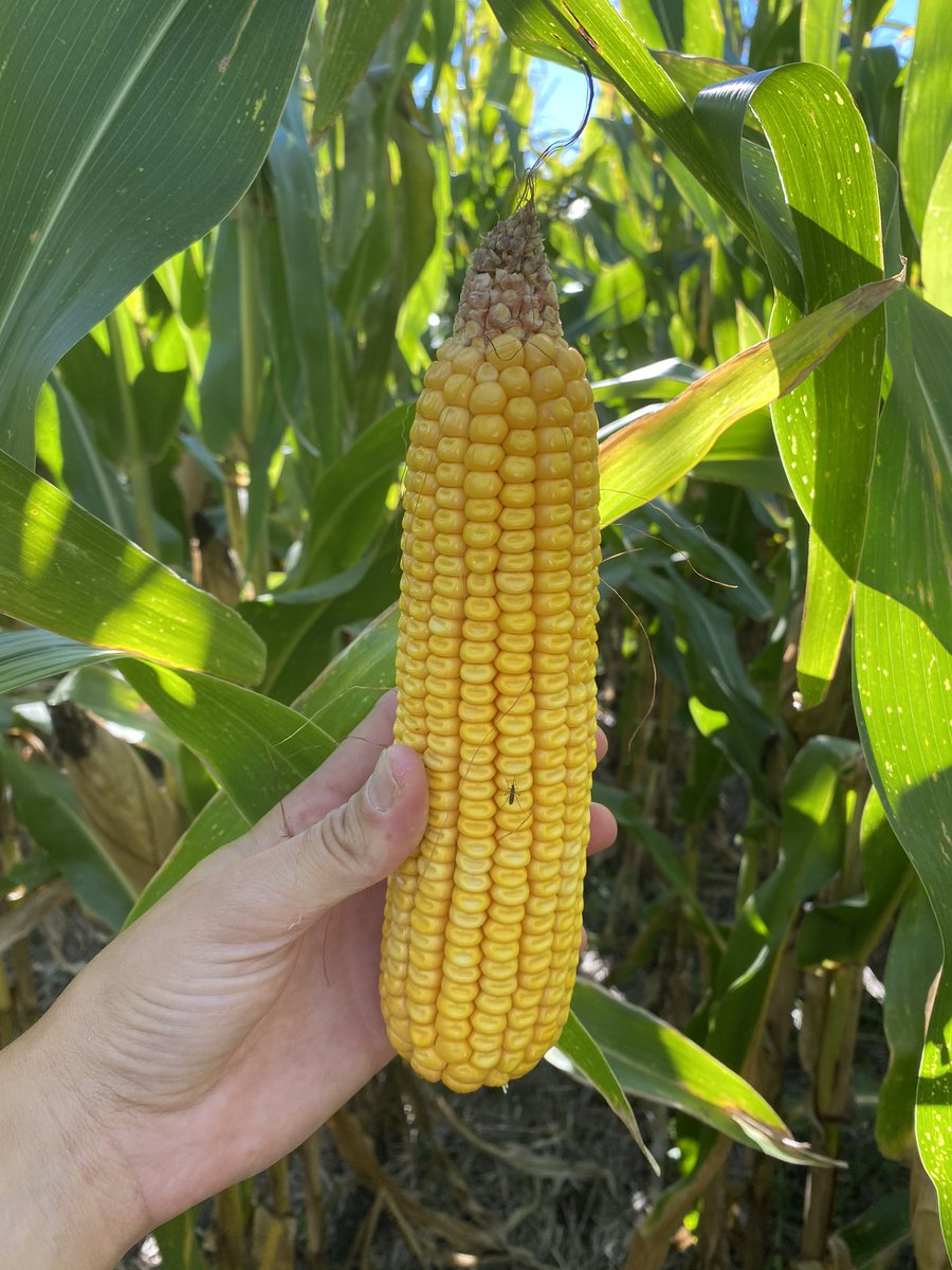 Stine 9820-20 

☑️Viptera
☑️RR
☑️Tolerante a Glufosinato de amonio
☑️790 GDu a floracion
☑️MR: 118 dias