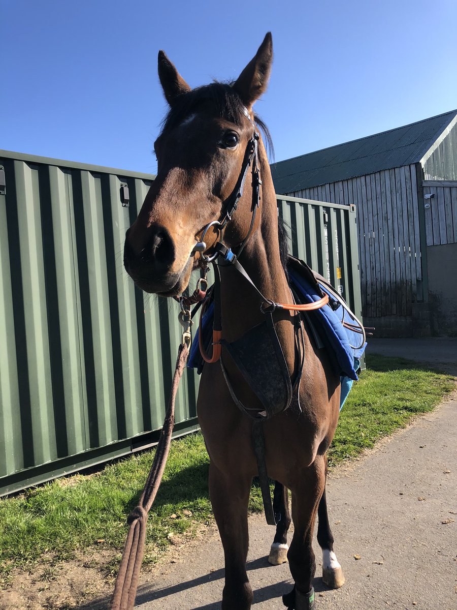 PCollinsRacing's tweet photo. This little filly arrived Monday - she is currently cantering away taking to everything well - By Peace Envoy out of Lady Percy - it will be exciting to follow her journey 🍀🍀🍀🍀 https://t.co/b1A9lipr8F