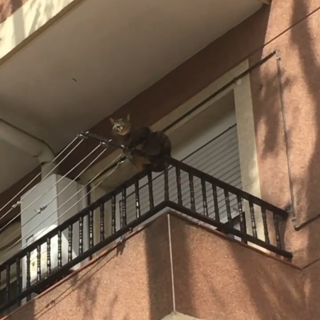 AdopcionFelinas's tweet photo. "Nunca se cae"
Pero un día se caerá. Lo vemos a diario😡 
Se romperá las patas, cadera, el paladar o morirá.
Lo llevarás al vete corriendo y te pedirá 1.000 € para salvarlo. Por mucho menos dinero se ponen protecciones en ventanas y balcones.
Piénsalo.
#TenenciaResponsable https://t.co/stCbFAYvhP