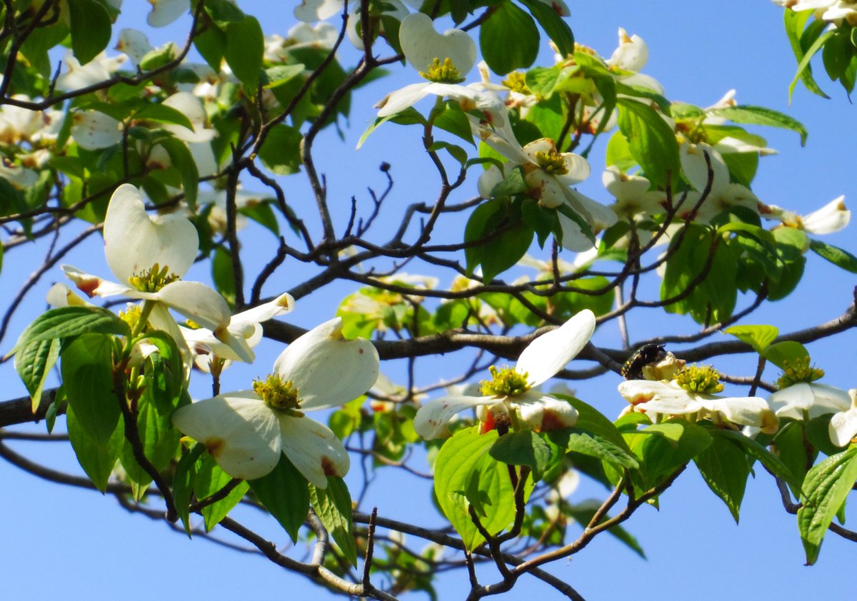 ট ইট র こころんグリーン 昭和園の中に咲いているハナミズキです 白い花がたくさん開いています ツツジが満開に近づいて この白い花も咲き続けています ハナミズキ 昭和園 ツツジ 白い花 樹木 春の花 春 園芸品種 園芸 ガーデニング 菊池郡