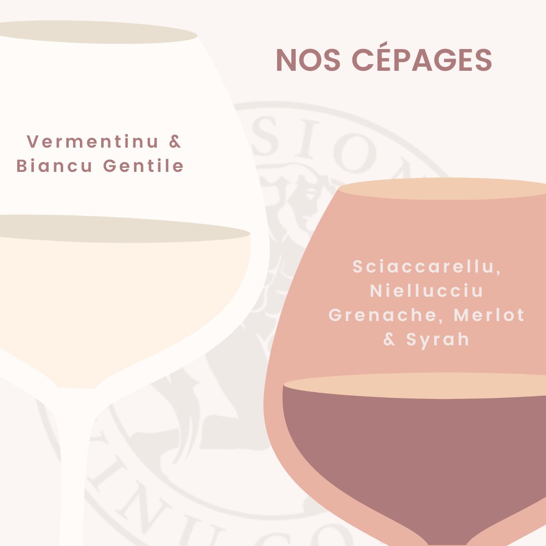 CaveAleria's tweet photo. Voici quelques informations sur la Cave d’Aléria que vous ne soupçonnez peut-être pas…
#reservedupresident #vinsdecorse #aleriacorse #borntobewine #winelover #corsicanwine #didyouknow https://t.co/aHcrG9xhAE