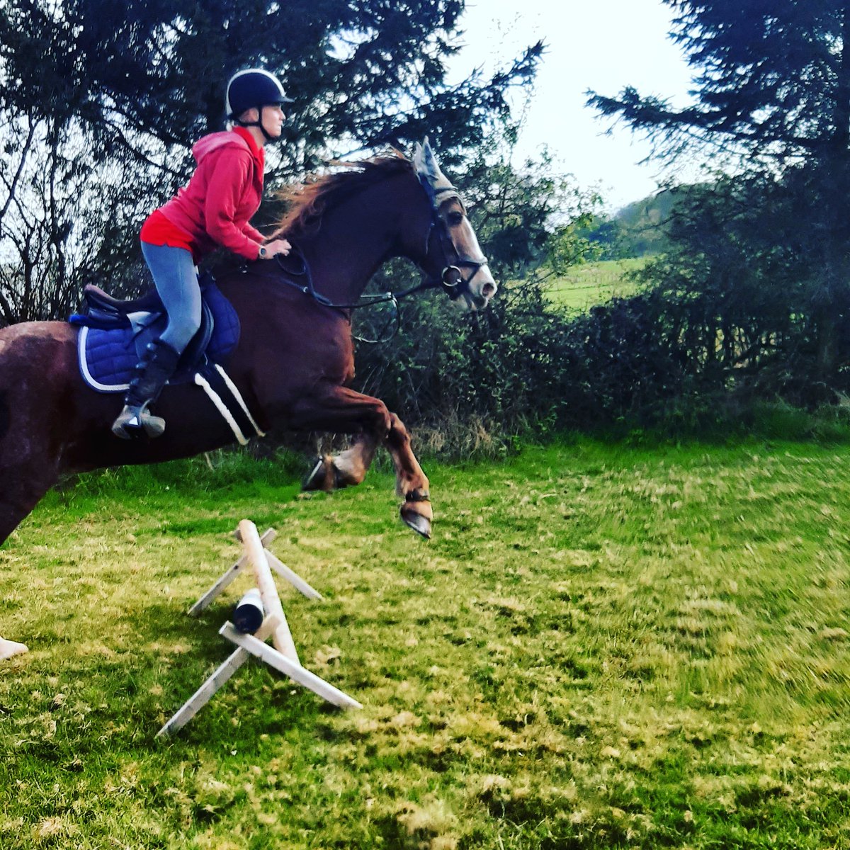 horselady_nr's tweet photo. When he puts so much effort in.
Love this horse #24yearsold #welshsecd #warrior #myhearthorse #HorsePower https://t.co/G5SIFkgGsc