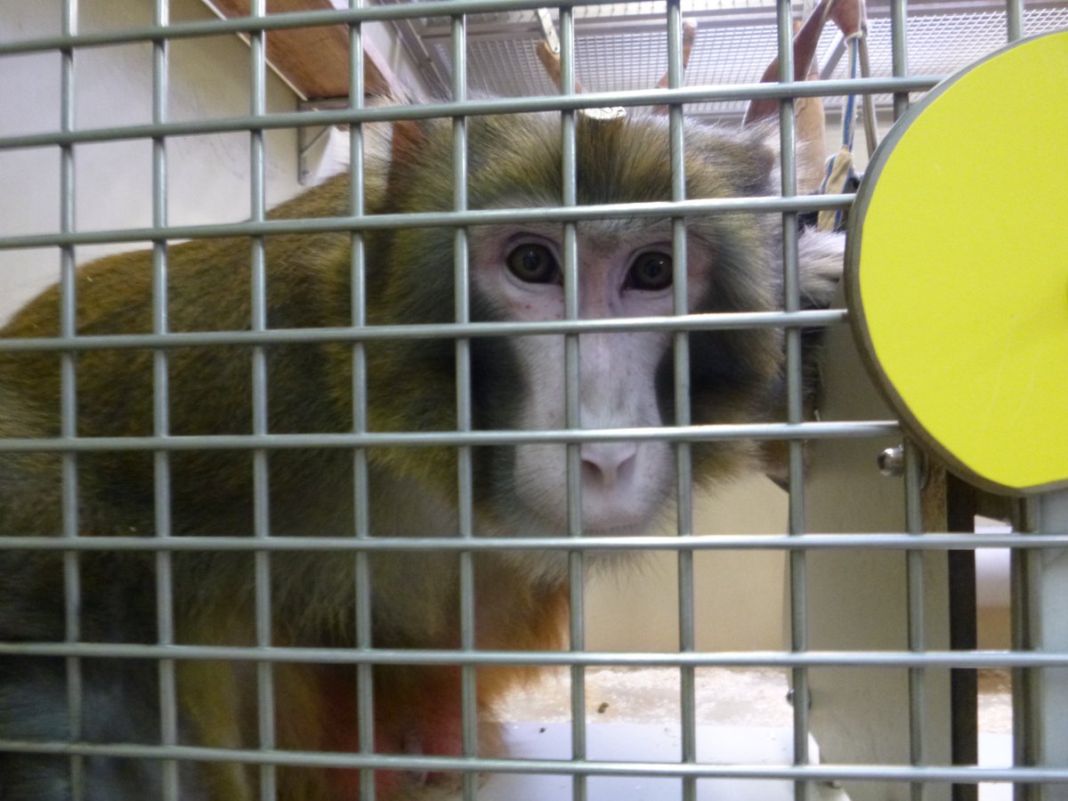 Rhesus macaque with head post in a laboratory; photo credit Cruelty Free International/SOKO Tierschutz