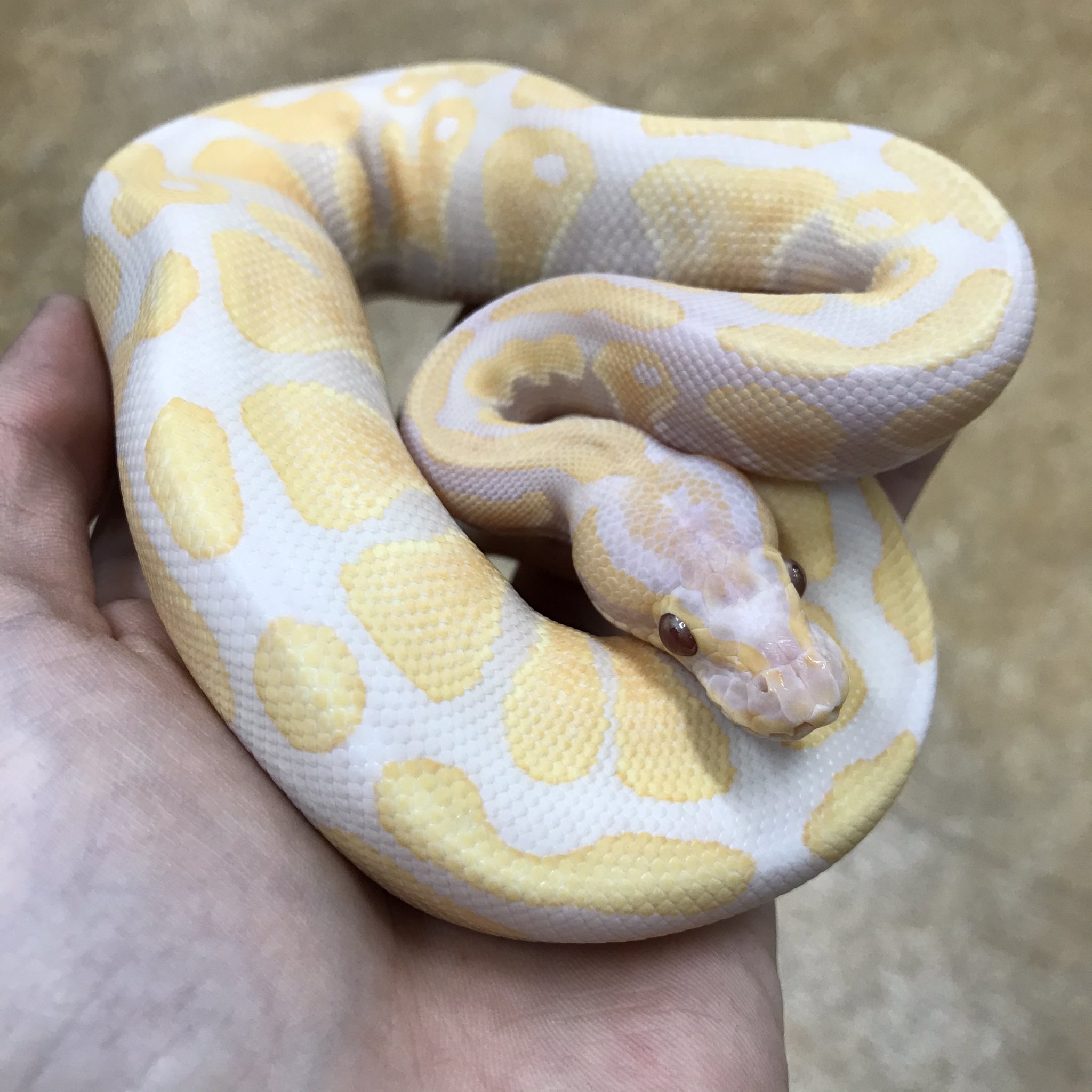 ペポニ インター店 ボールパイソン ラベンダー 淡いクリーム色の体にうっすらと紫が入った模様がとても綺麗で可愛いらしいモルフです 通常のアルビノとはまた違った魅力がありオススメです ボールパイソン 鈴木 T Co Bogezm4ukd Twitter