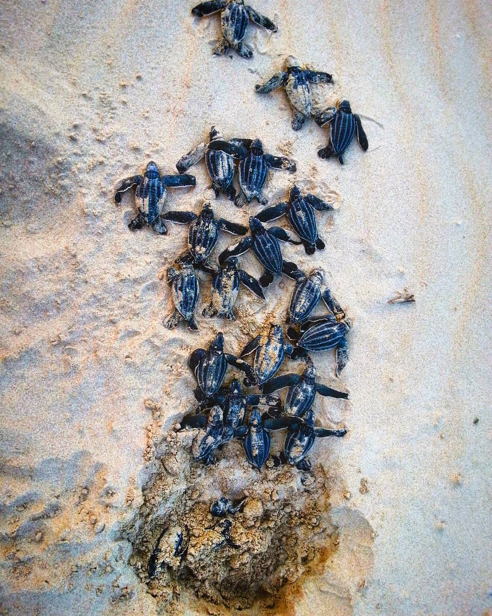 IndianItcan's tweet image. For our bit of #WednesdayWisdom lets look at some of the #behavioraltraits shown by #leatherbackturtles. 
(PC - @Adhith.me)