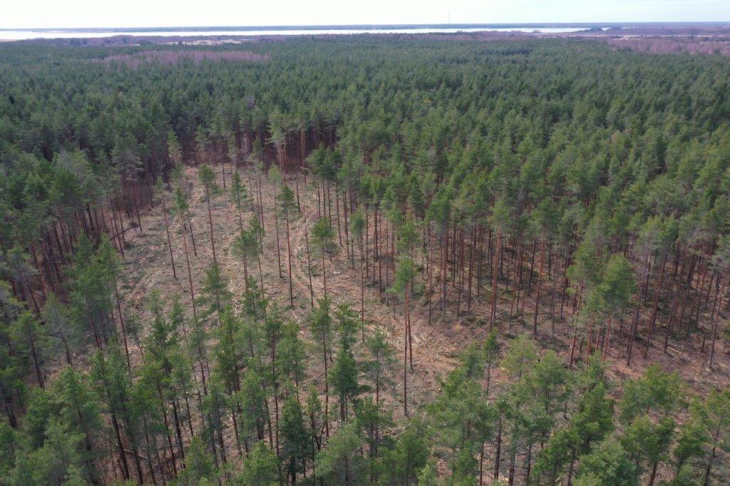 Virossa -Saarenmaalla n. 20ha harvennus/päätehakkuut saatu päätökseen. Jotenkin omaan silmään tää Virolainen ”pienaukko” hakkuumalli tuntuu hyvältä..