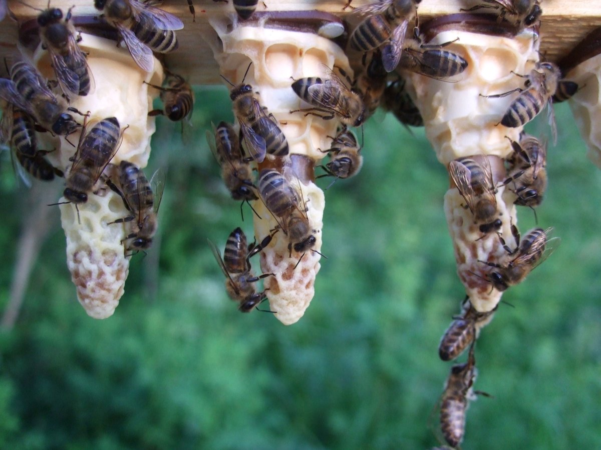 BeeConSel's tweet photo. ๐๐ The #QueenBee in the #honeybee colony carries the genetics for them all ๐งฌ๐ช. We want her to be suited for her local milieu and with the best genes for her nature. That's why we cheer for local beekeepers and their great efforts on #breeding and #matingcontrol!
#BeeConSel https://t.co/r7ZFSxQNiO